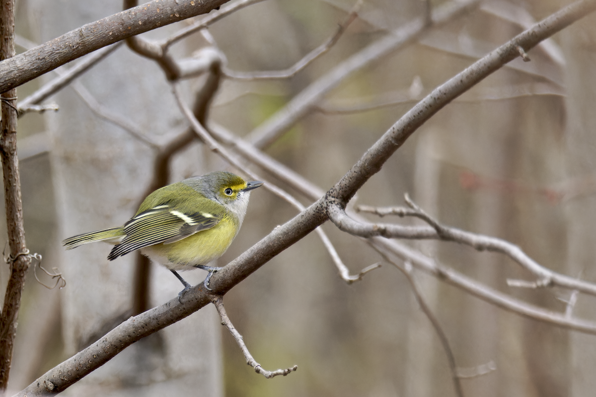 White-eyed Vireo - ML646200863