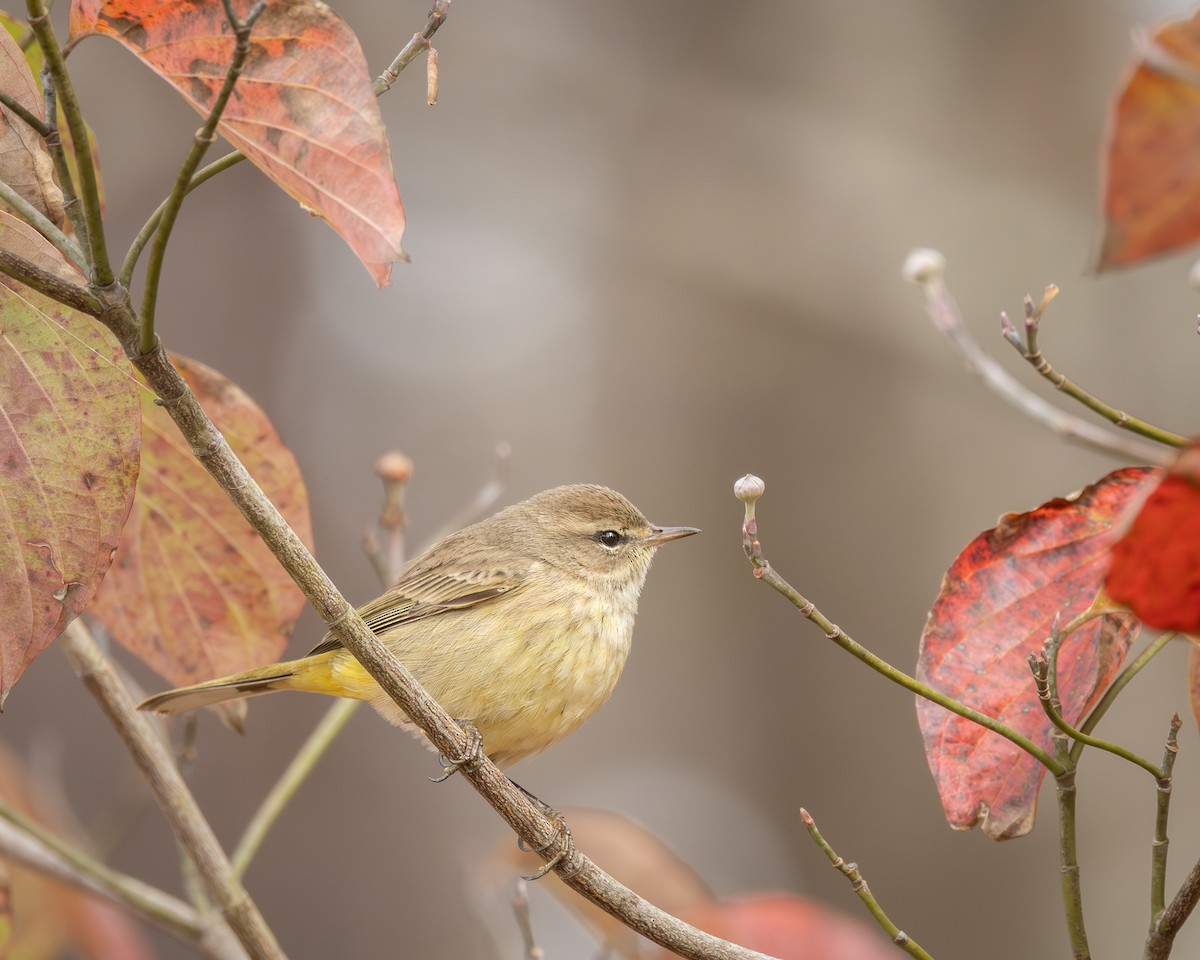 Palm Warbler - ML646200864