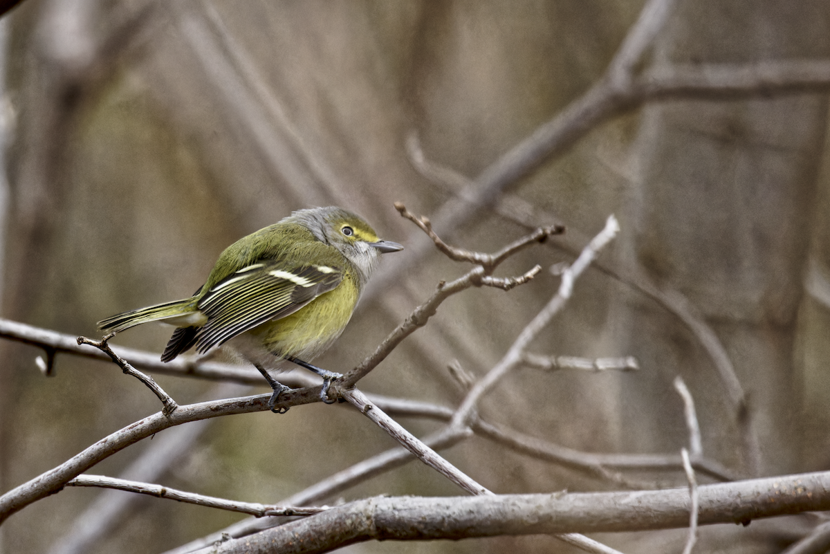White-eyed Vireo - ML646200865