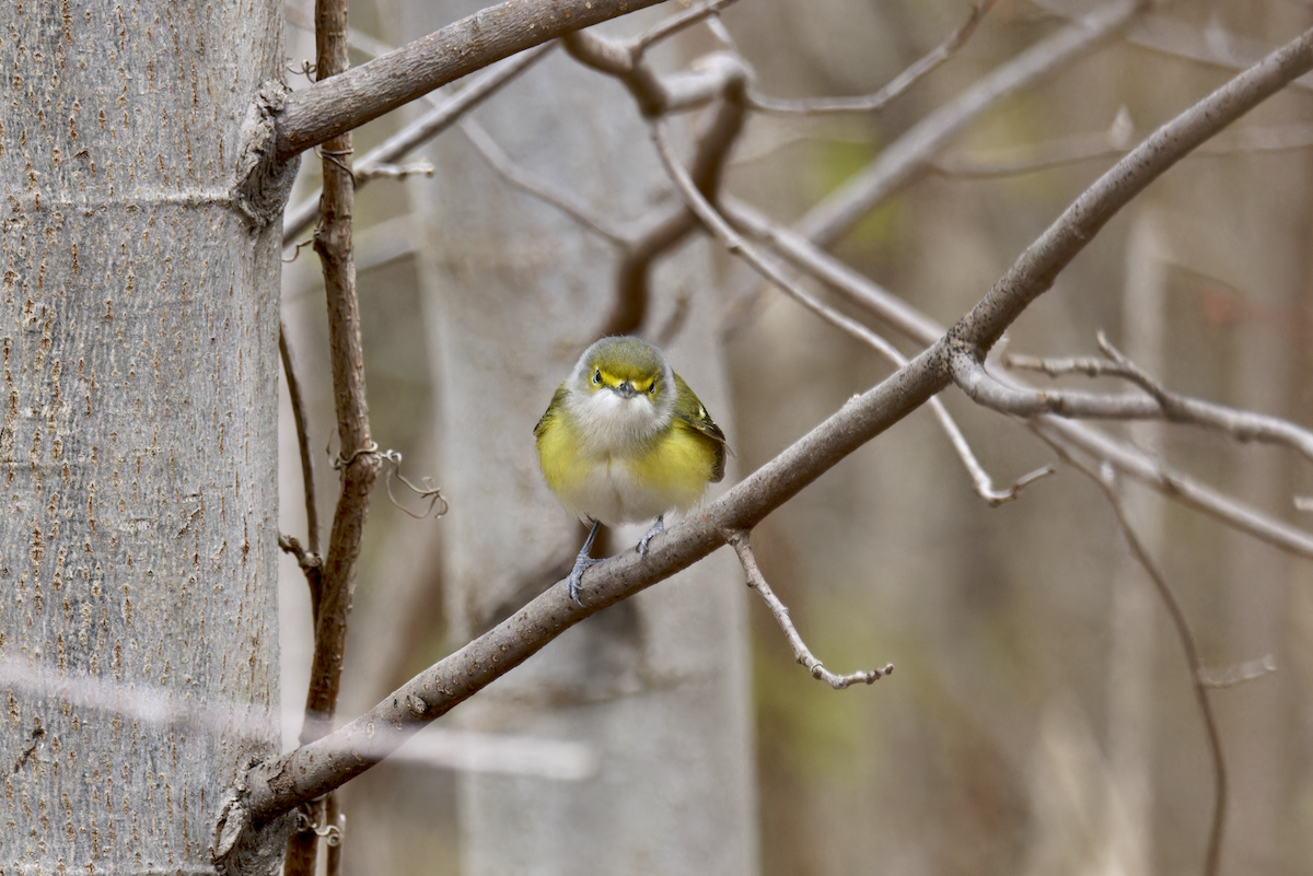 White-eyed Vireo - ML646200866