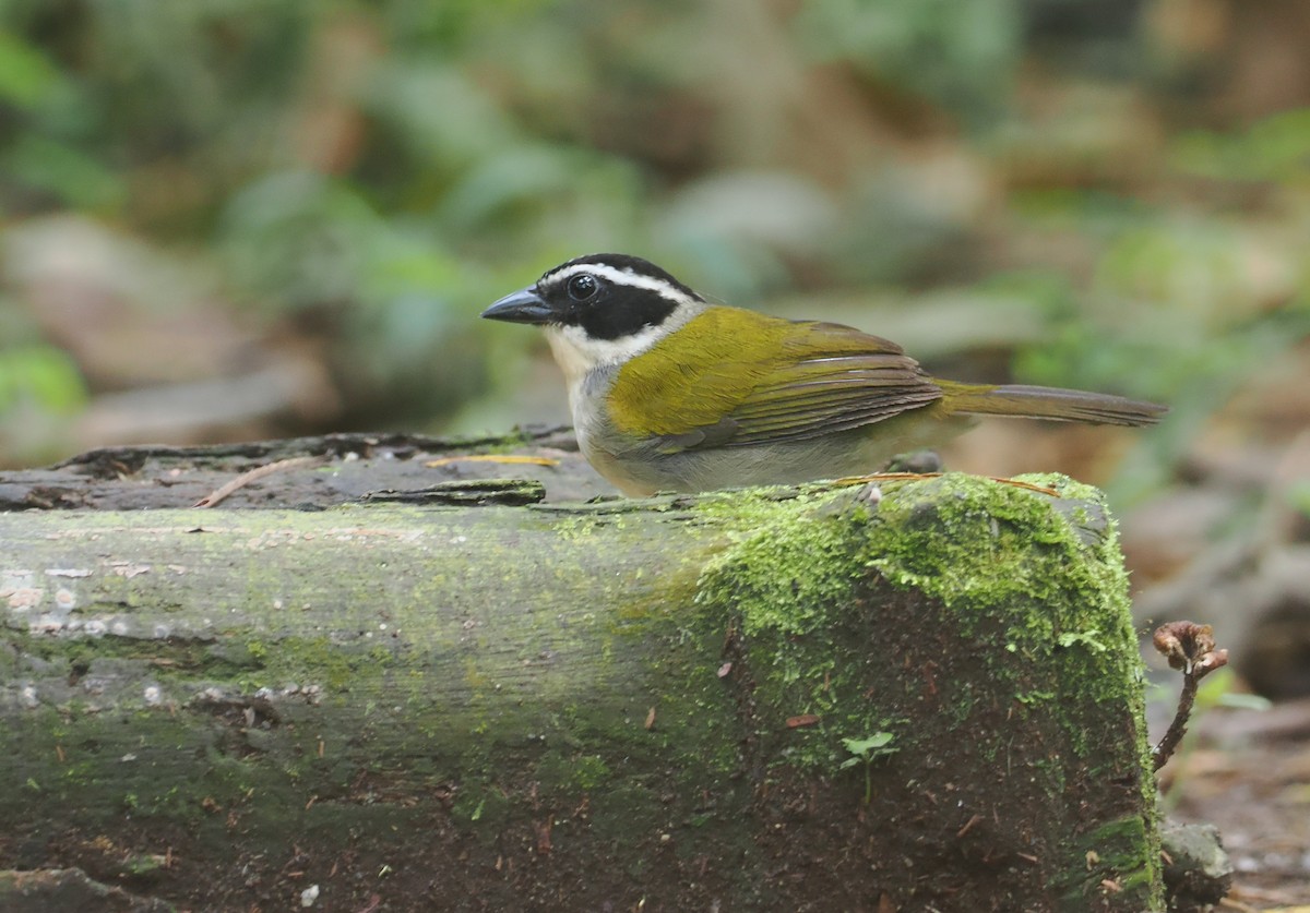 Pectoral Sparrow - ML646200876