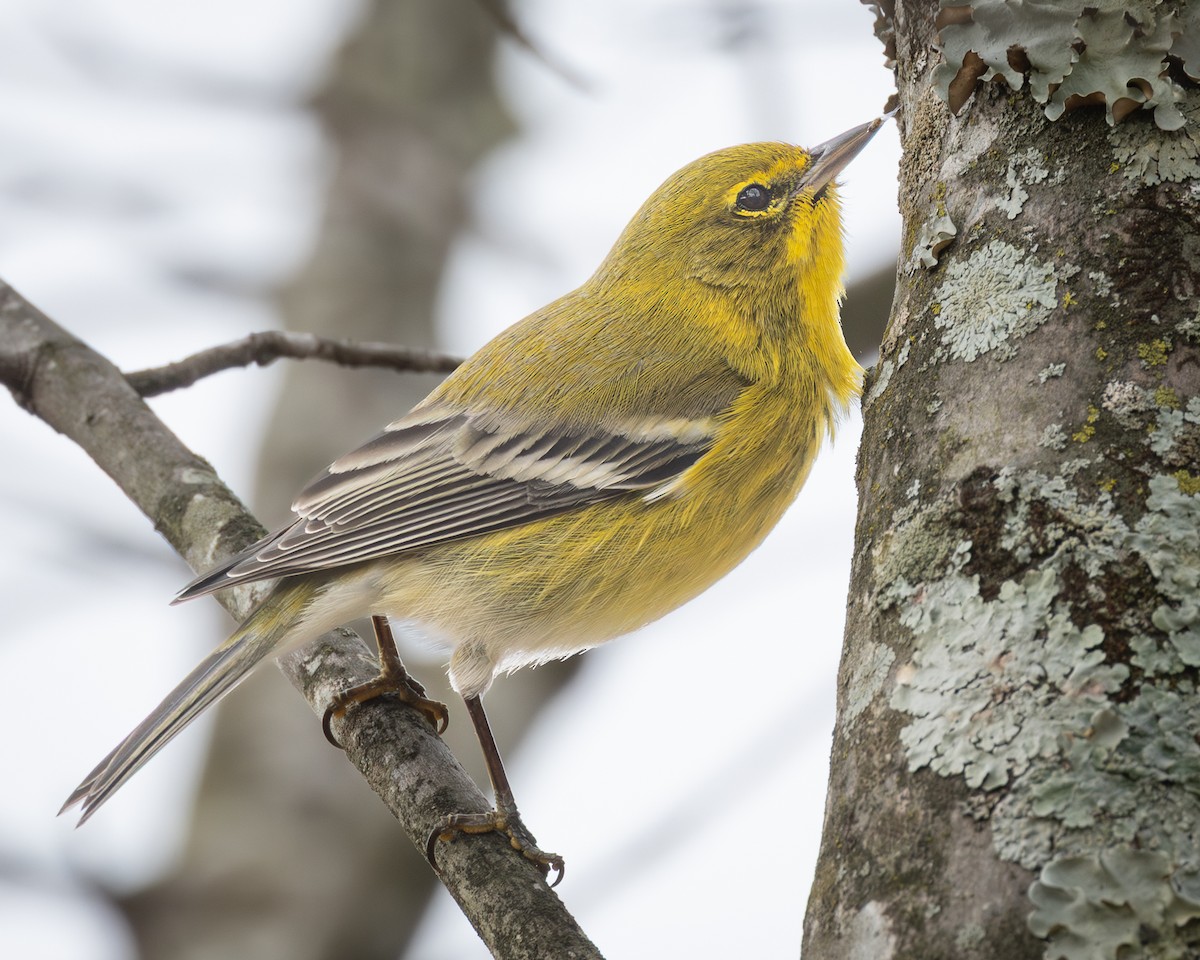 סבכון אורנים - ML646200877