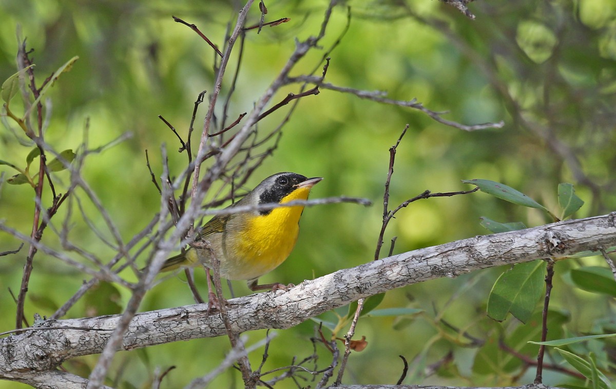 カオグロアメリカムシクイ - ML646200882