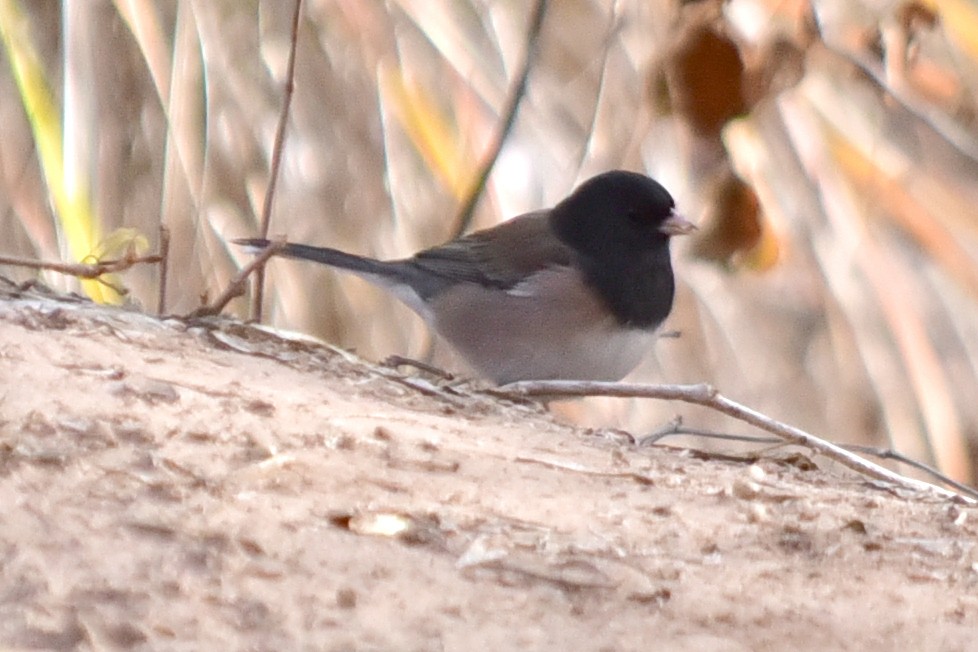 Dark-eyed Junco - ML646200887