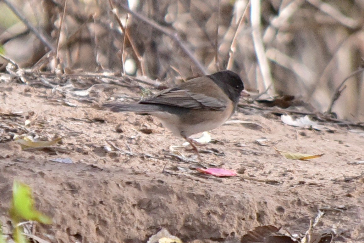 Dark-eyed Junco - ML646200888