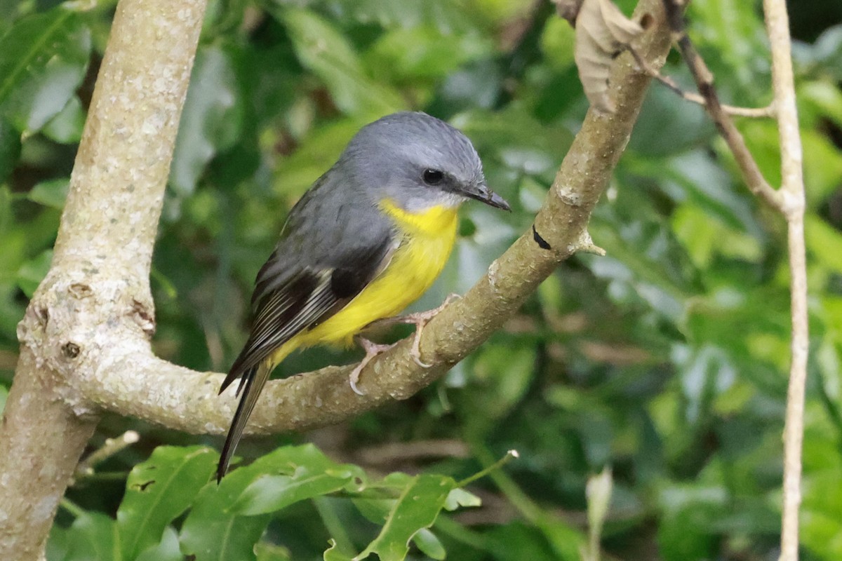 Eastern Yellow Robin - ML646200899