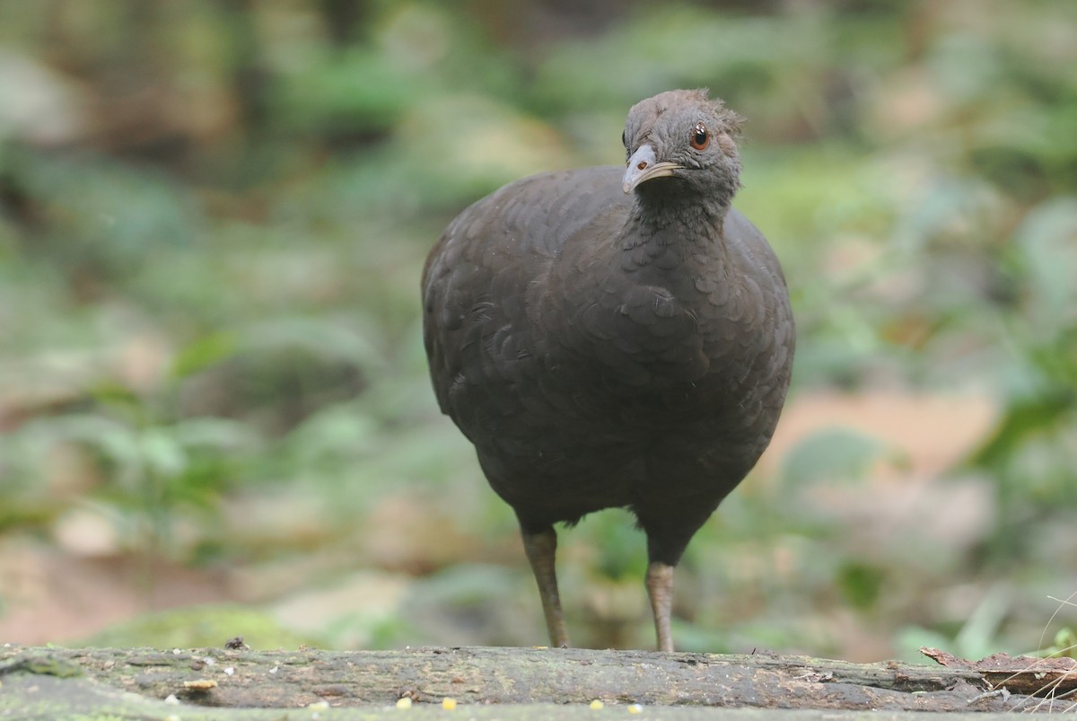 Grautinamu - ML646200900