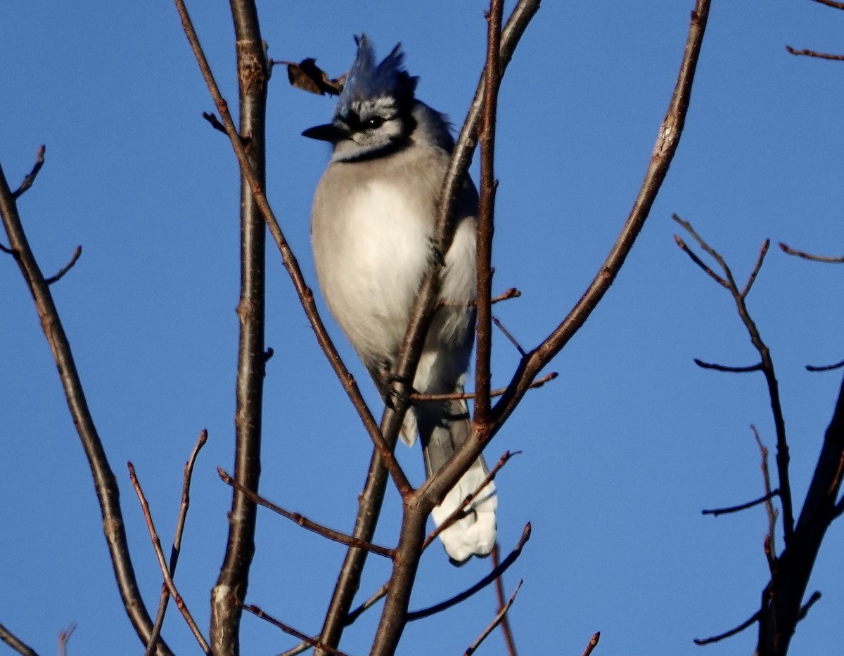 Geai bleu - ML646200901