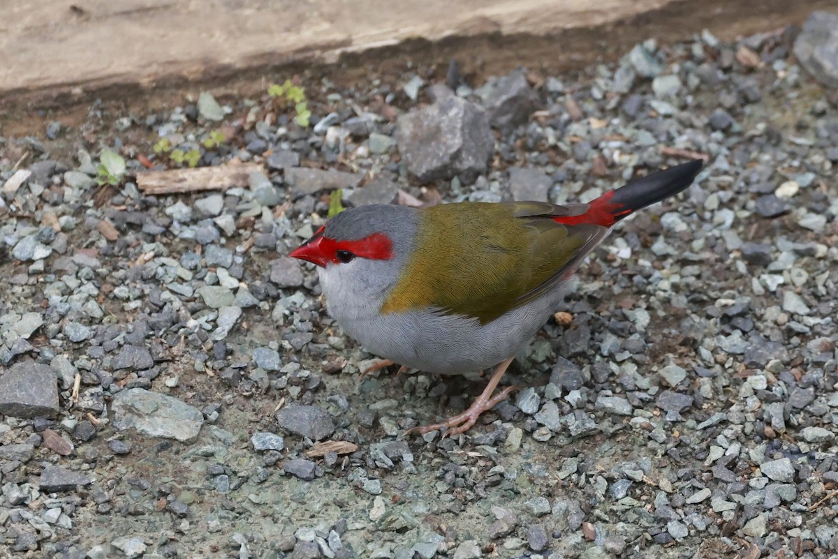 Al Kaşlı Belikınalı - ML646200904