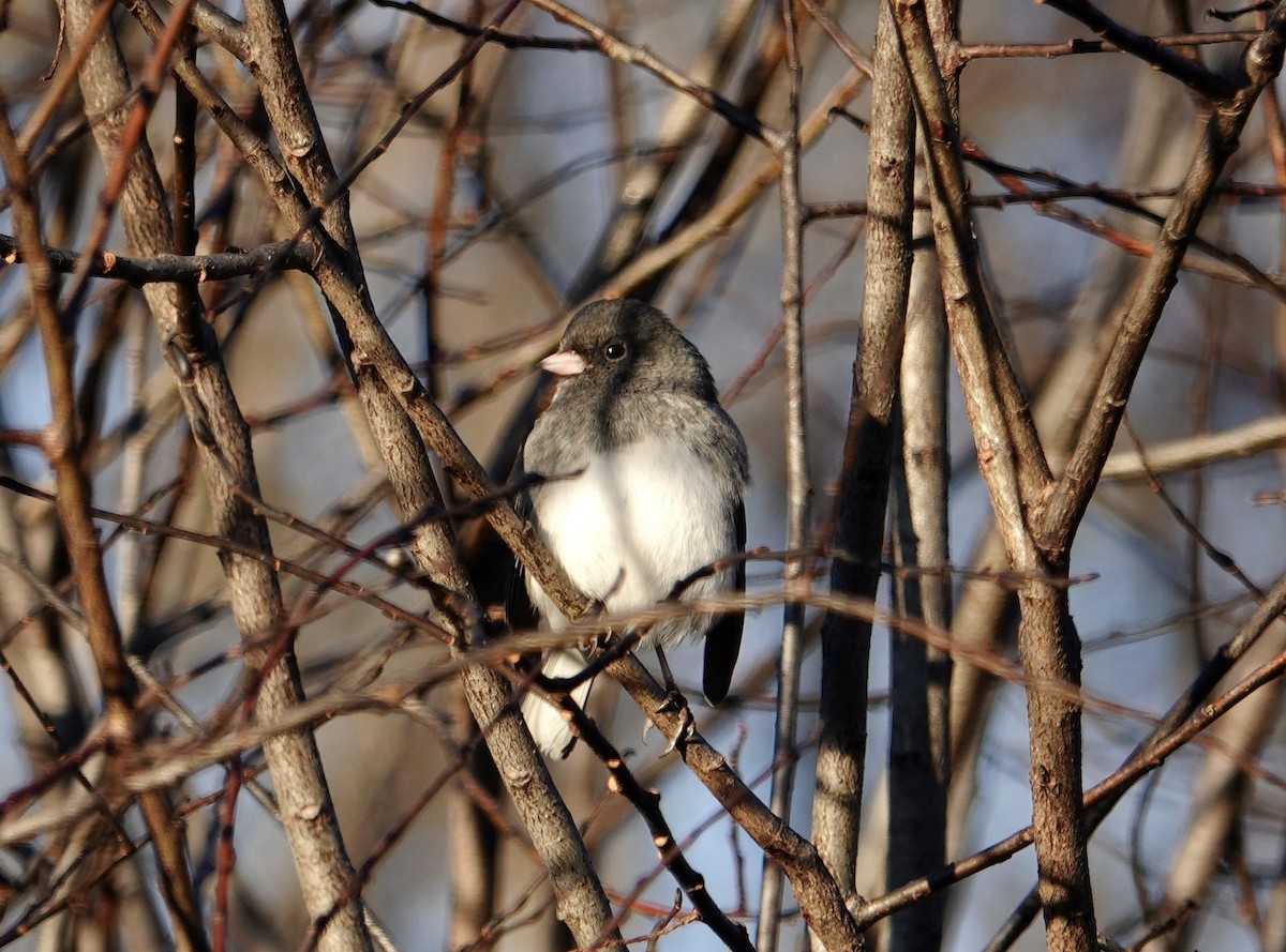 Dark-eyed Junco - ML646200910