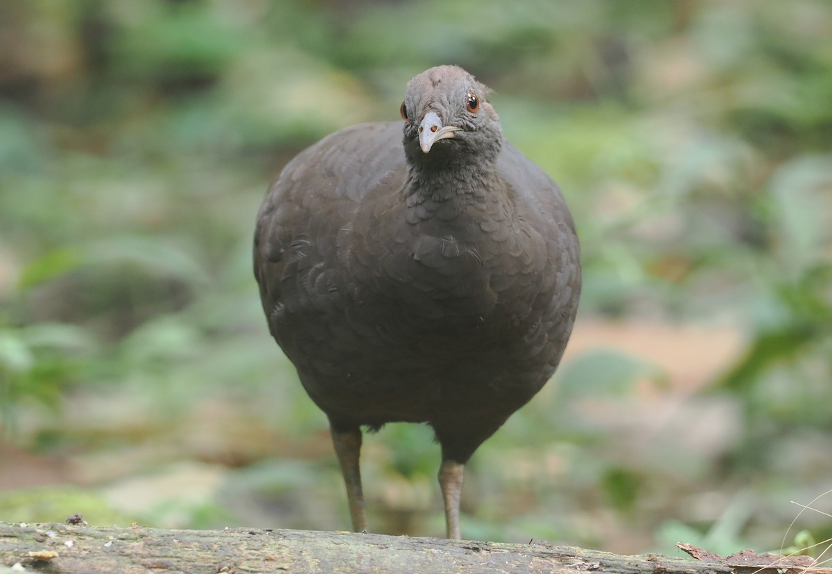 Grautinamu - ML646200913