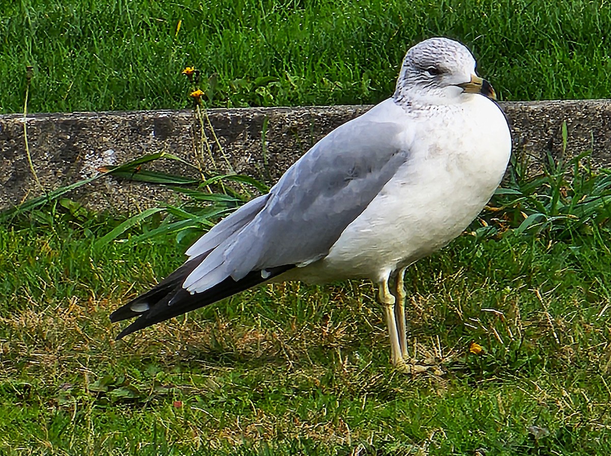 Ring-billed Gull - ML646200916