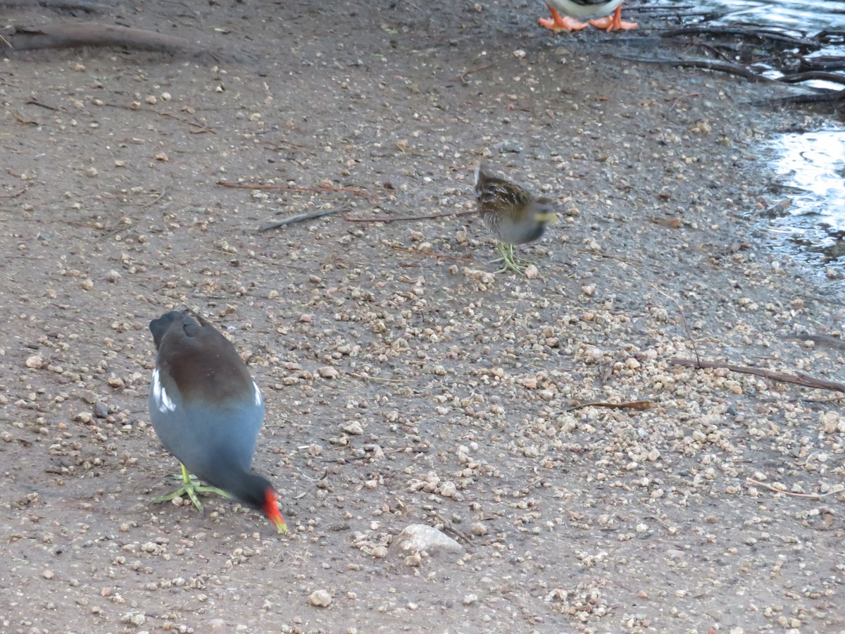 slípka americká - ML646200925