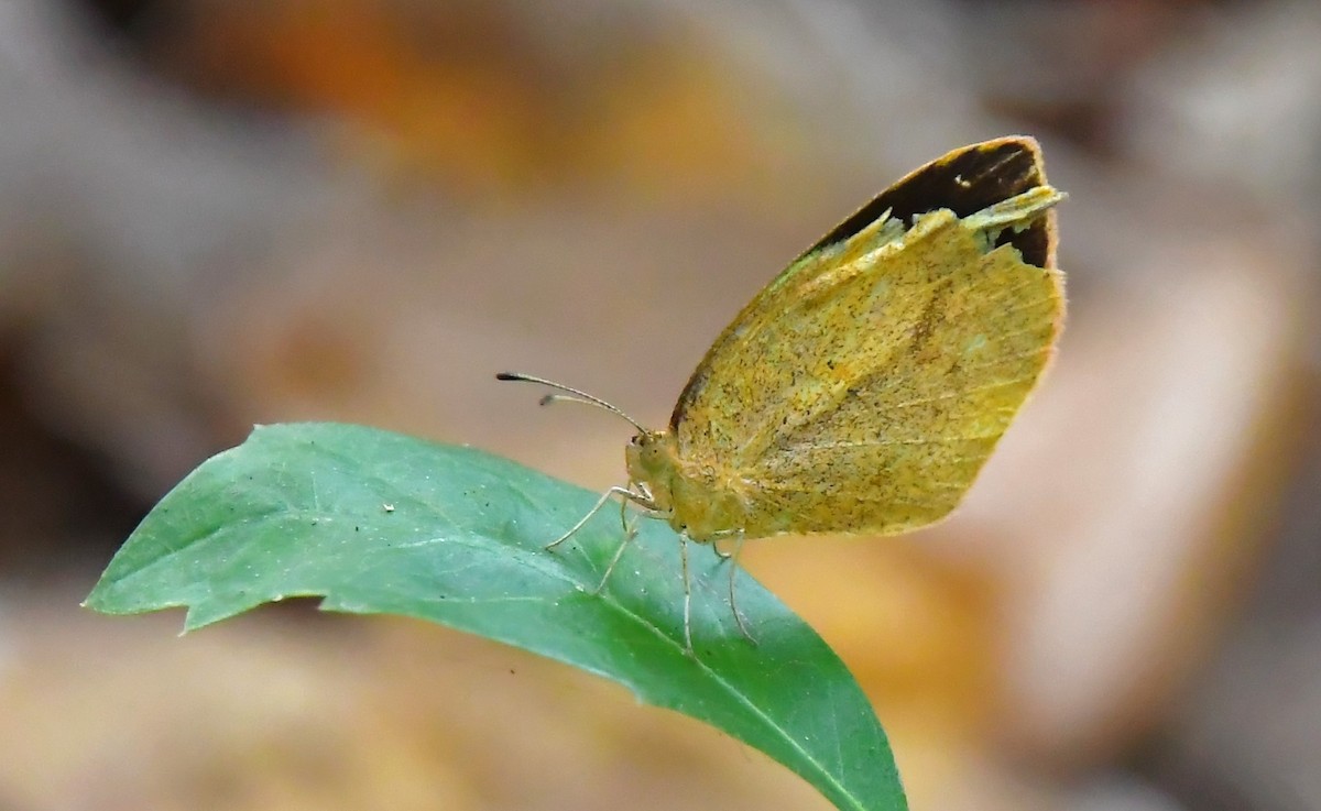 Sleepy Orange - ML646200926