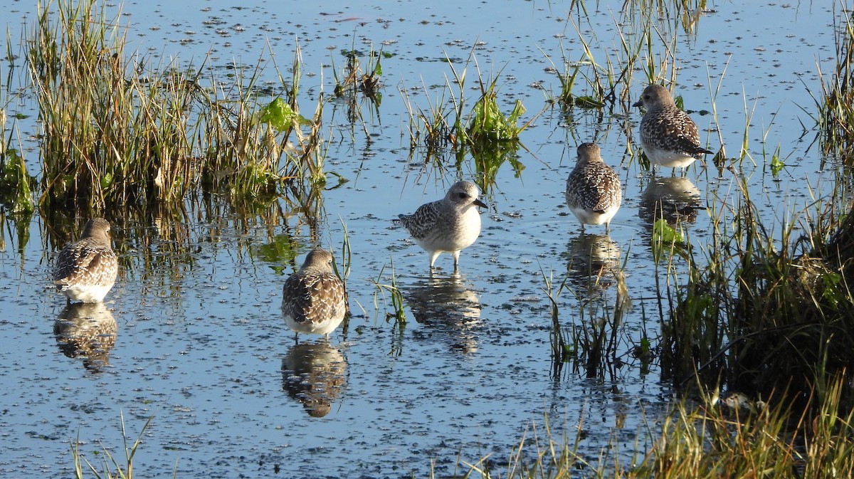 חופזי מנומר - ML646200927