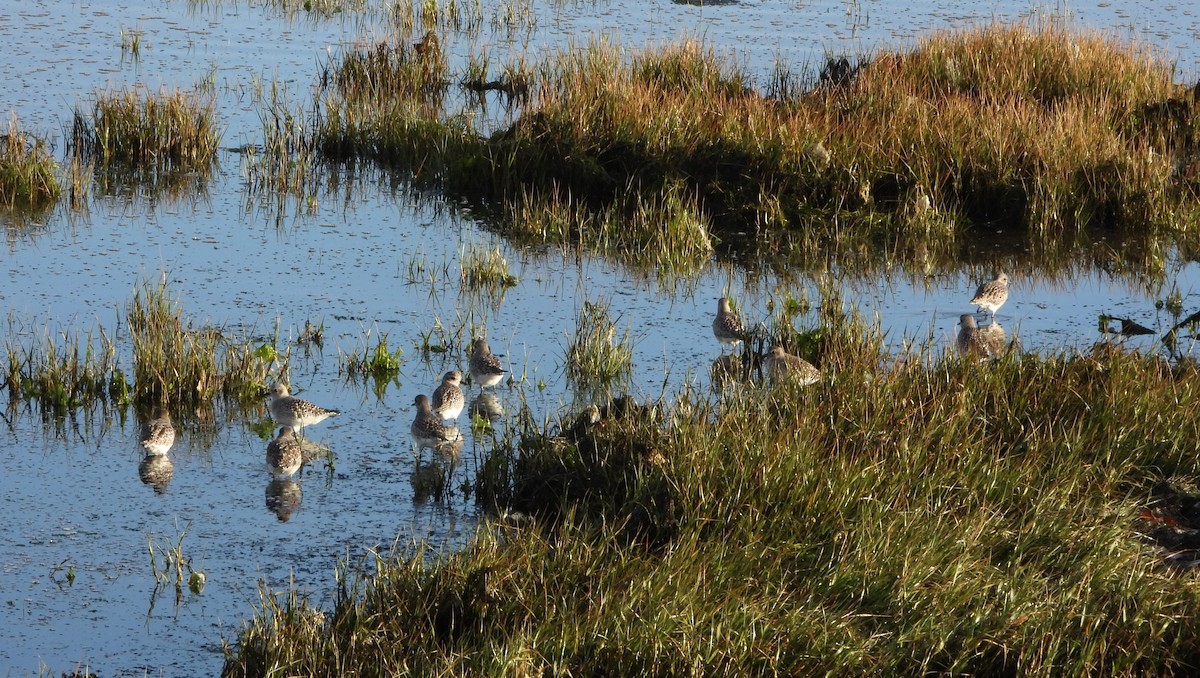 חופזי מנומר - ML646200928