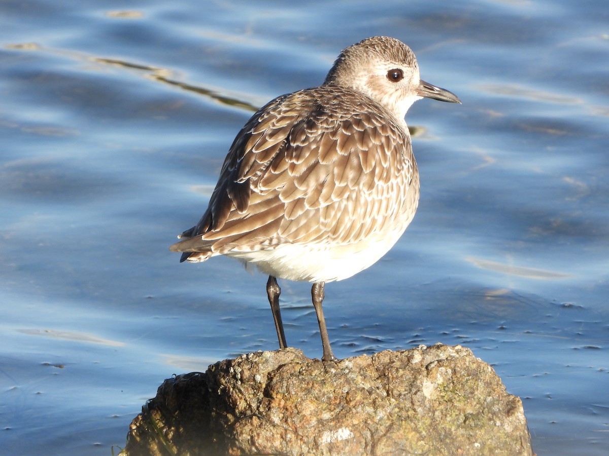 חופזי מנומר - ML646200929