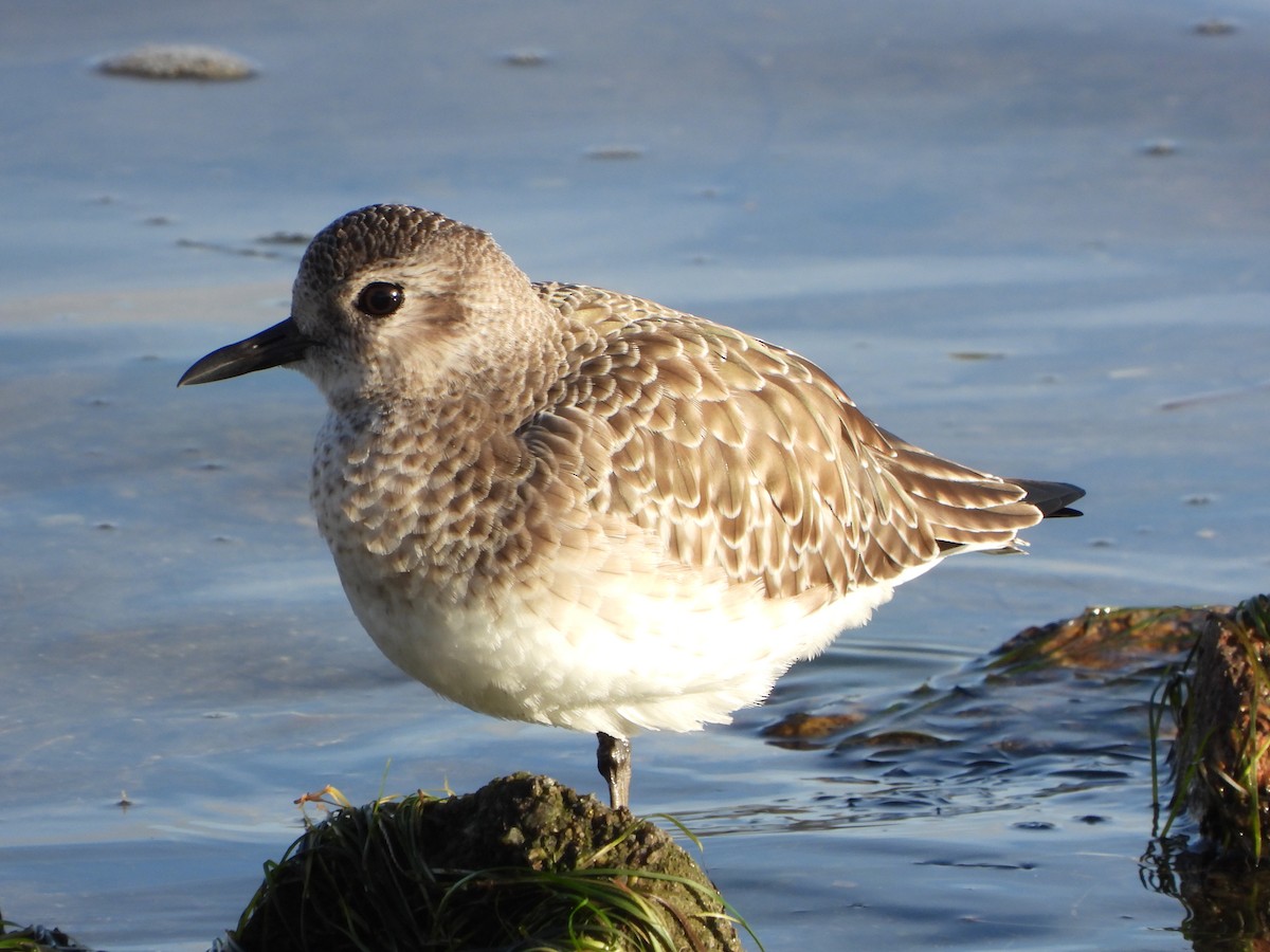 חופזי מנומר - ML646200930