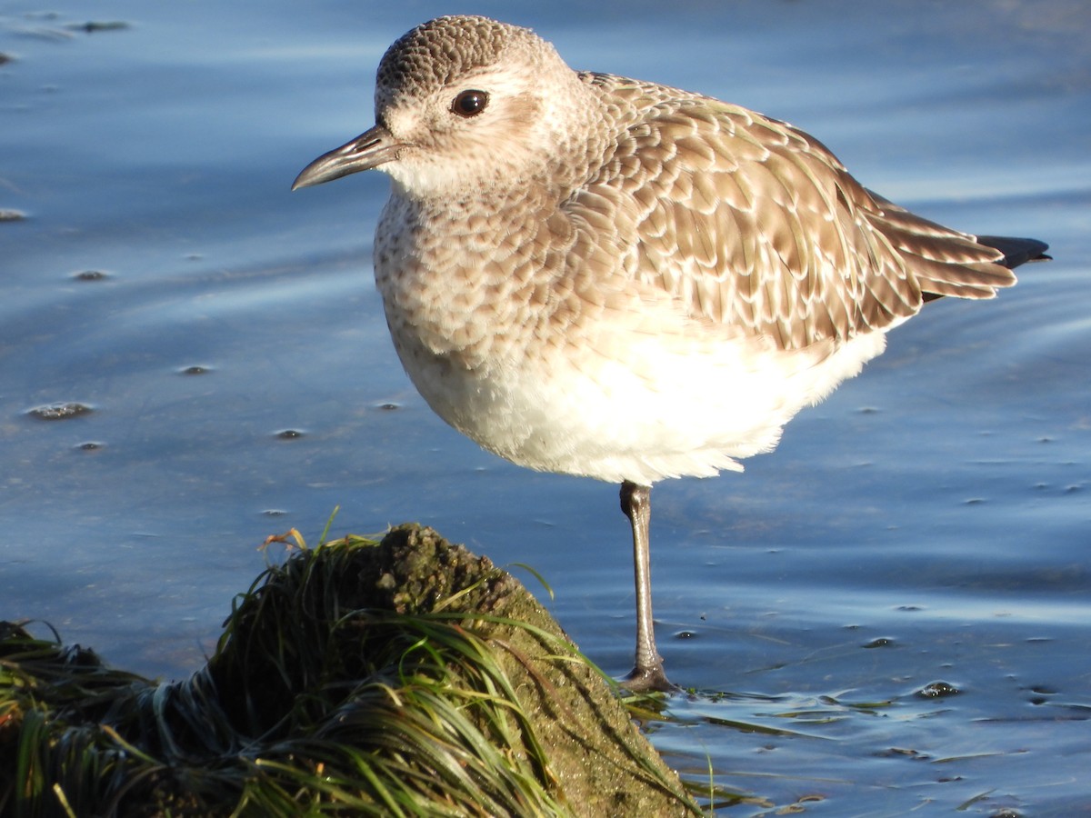 חופזי מנומר - ML646200931