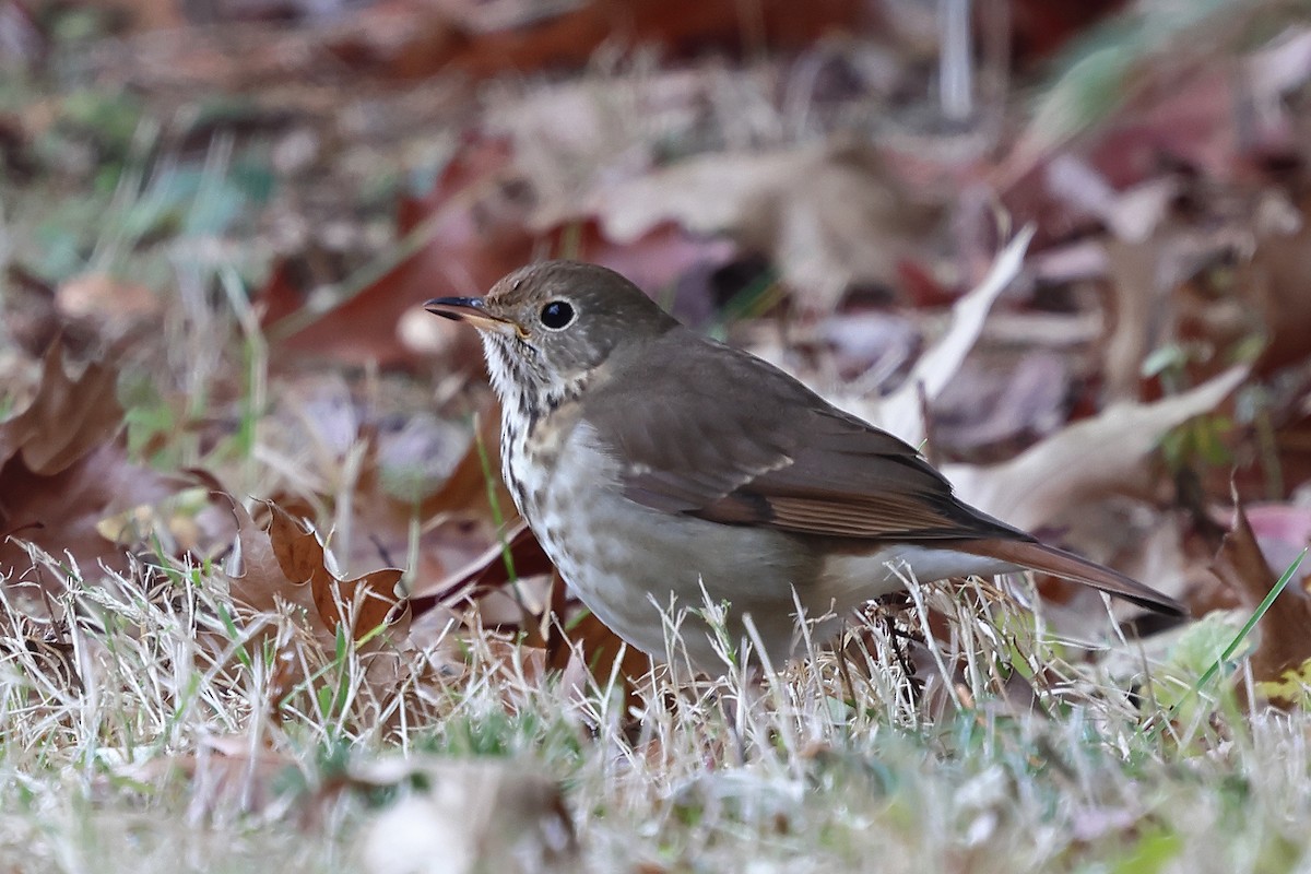 Hermit Thrush (faxoni/crymophilus) - ML646200934