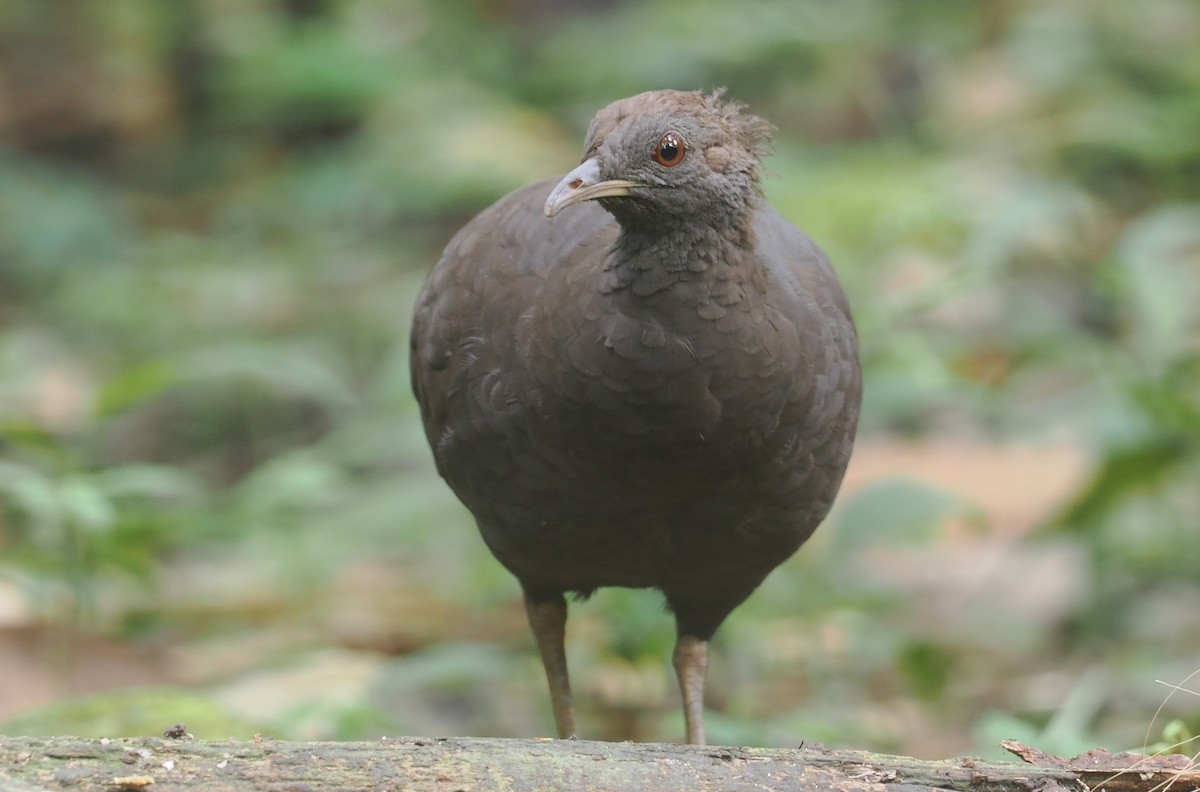 Grautinamu - ML646200935