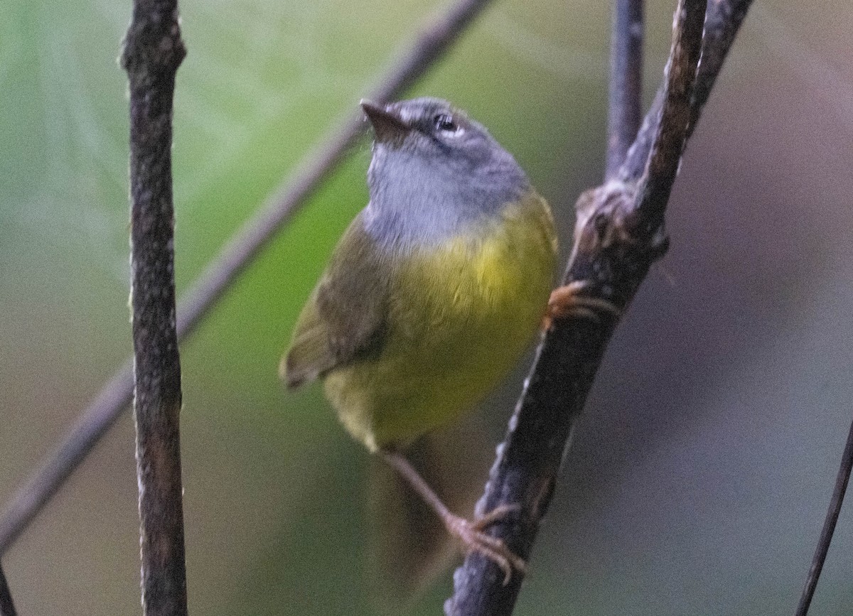 Коронник колумбійський - ML646200936