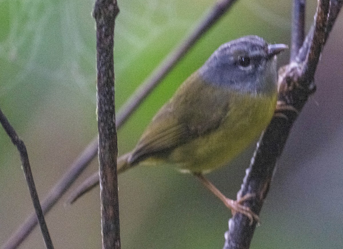 Коронник колумбійський - ML646200937