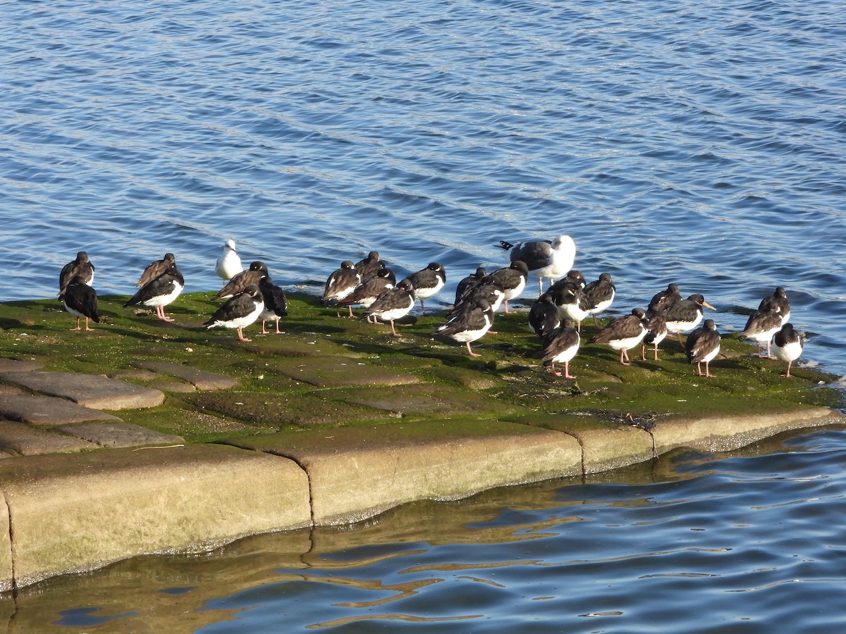Eurasian Oystercatcher - ML646200938
