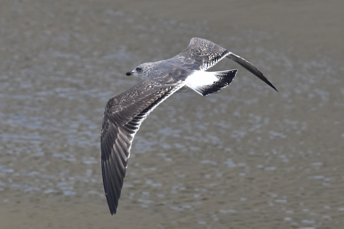 Kaio iluna - ML646200941