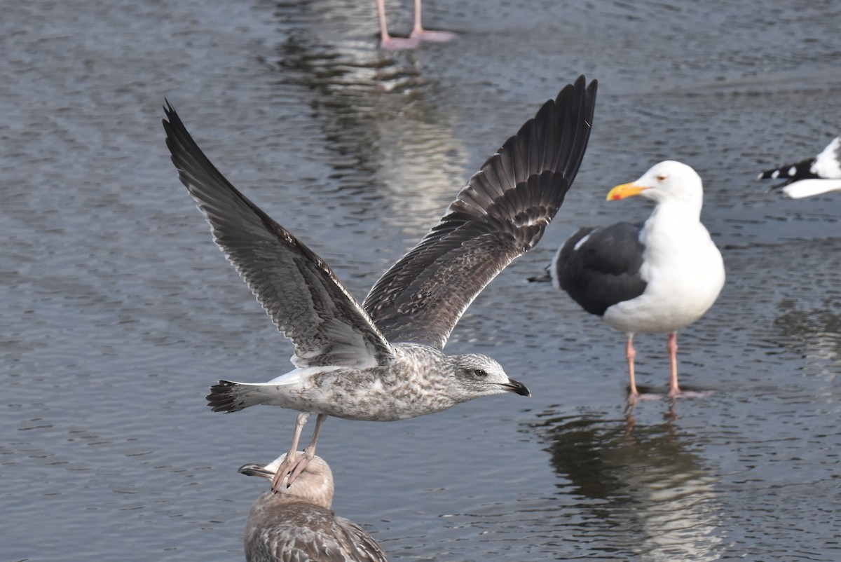 Kaio iluna - ML646200943