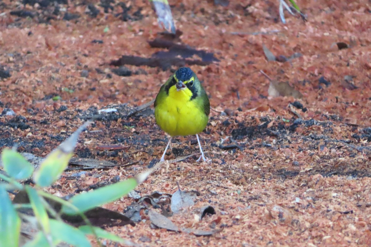 Kentaki Ötleğeni - ML646200946