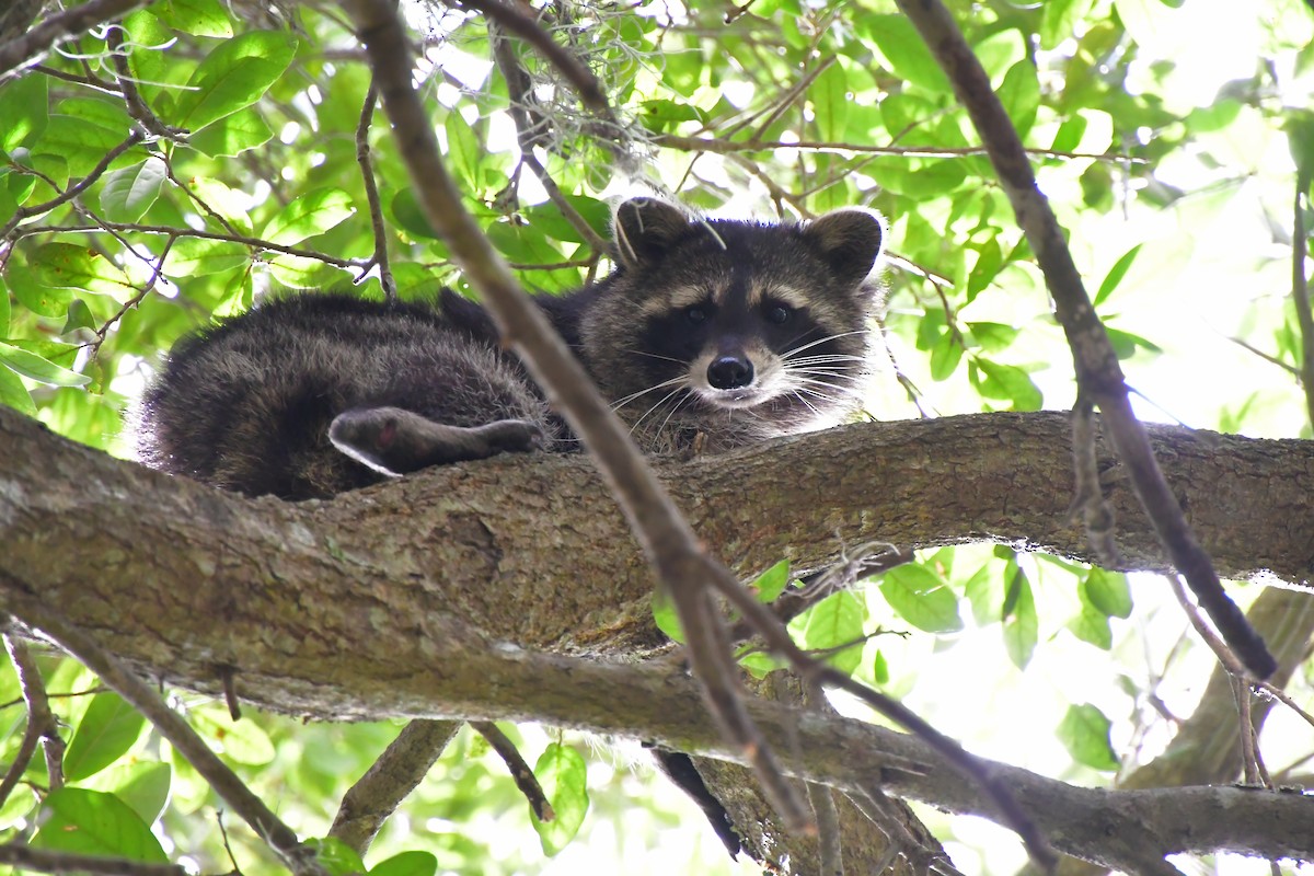 Common Raccoon - ML646200950