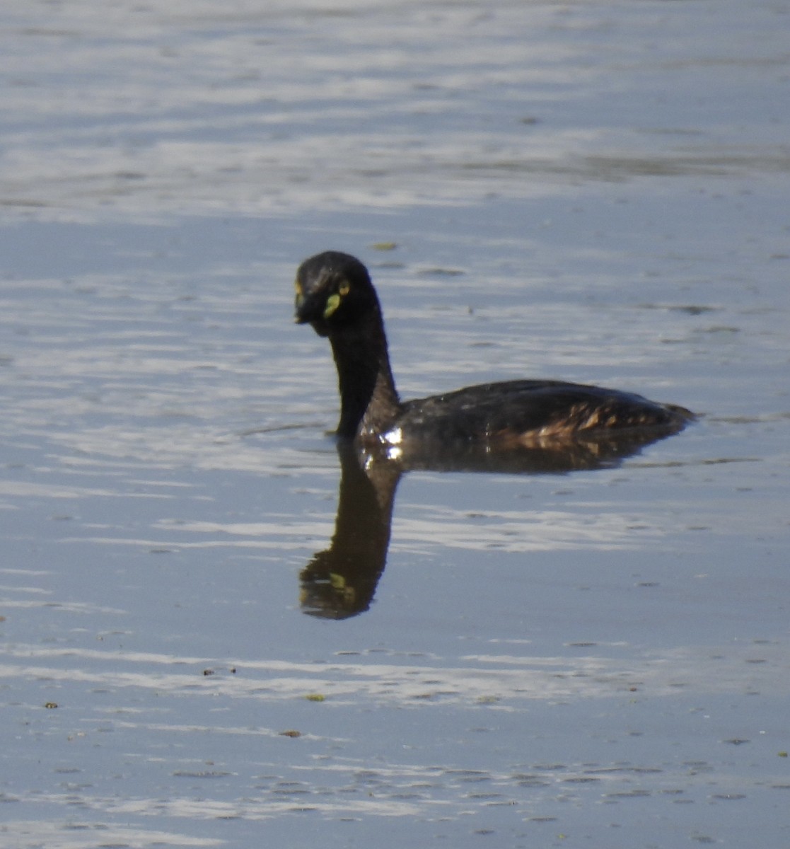 Австралийская поганка - ML646200951