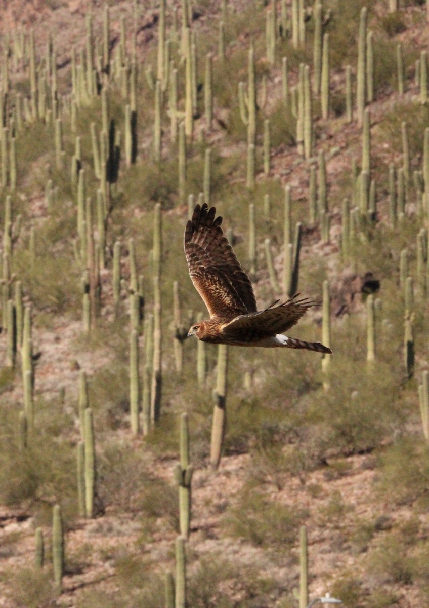 moták severoamerický - ML646200955