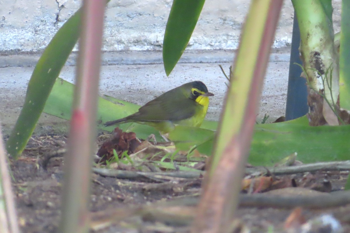 Kentaki Ötleğeni - ML646200960