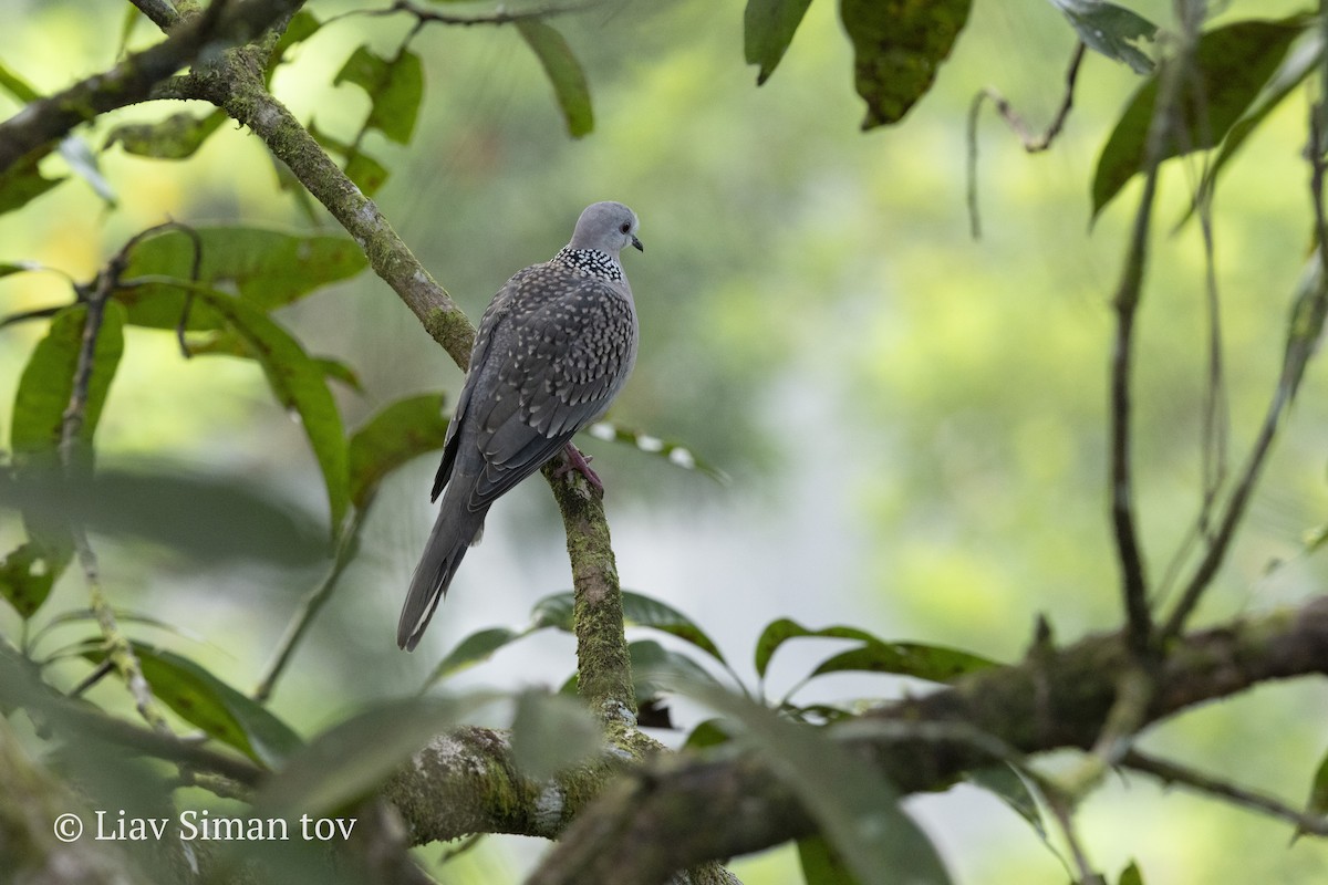Spotted Dove - ML646200964