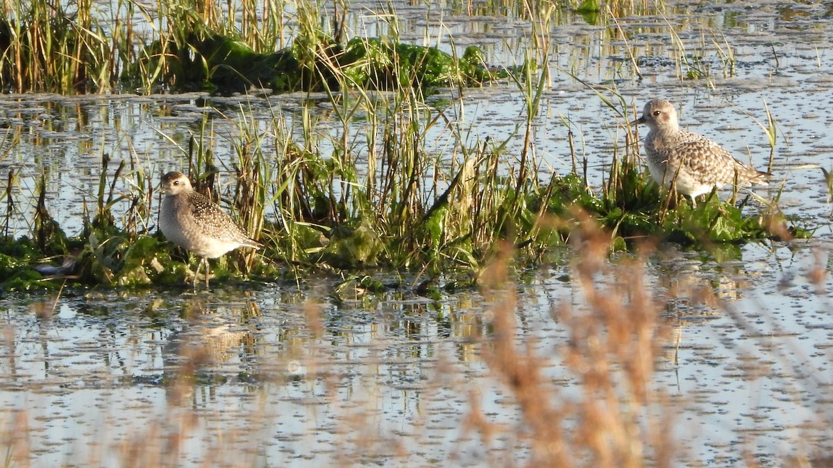 American Golden-Plover - ML646200974