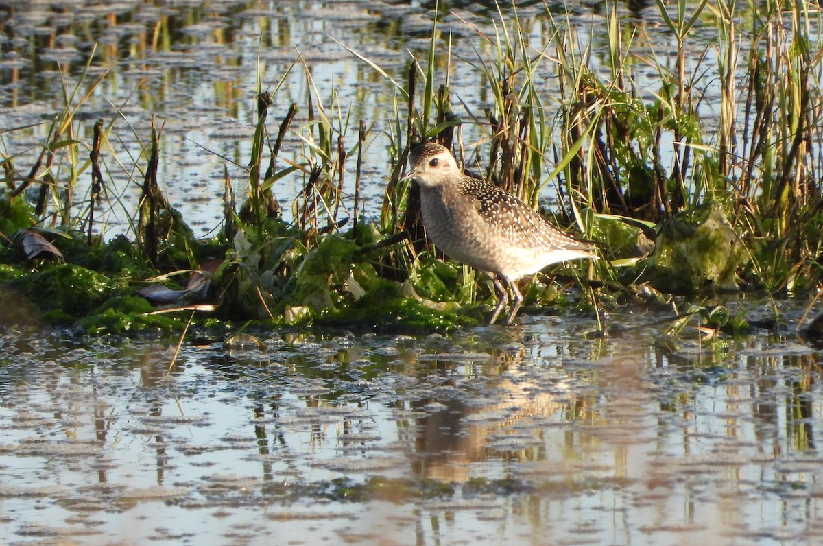 American Golden-Plover - ML646200976