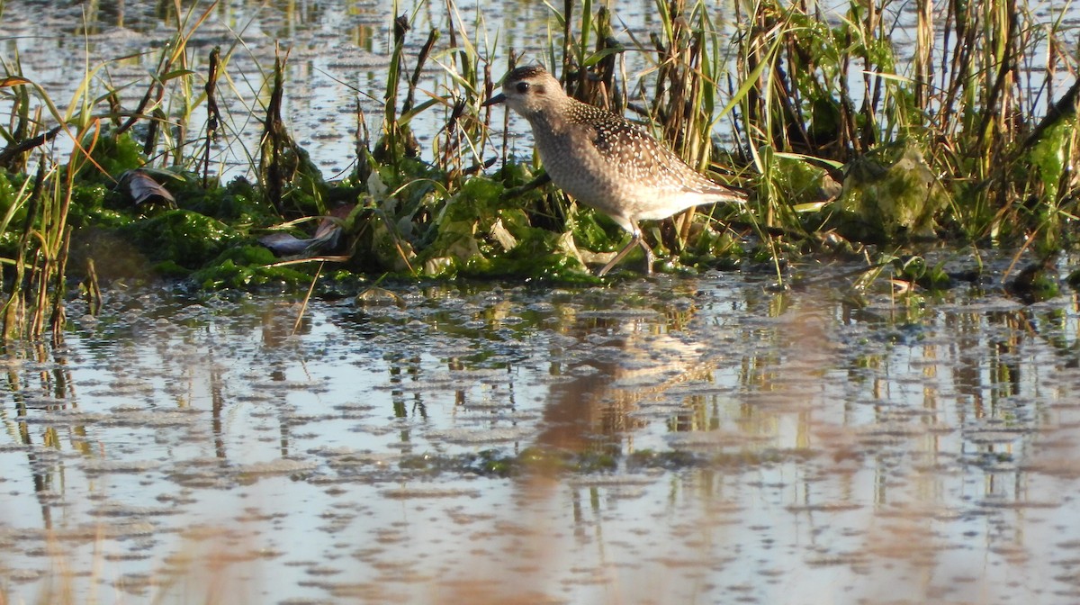 American Golden-Plover - ML646200977