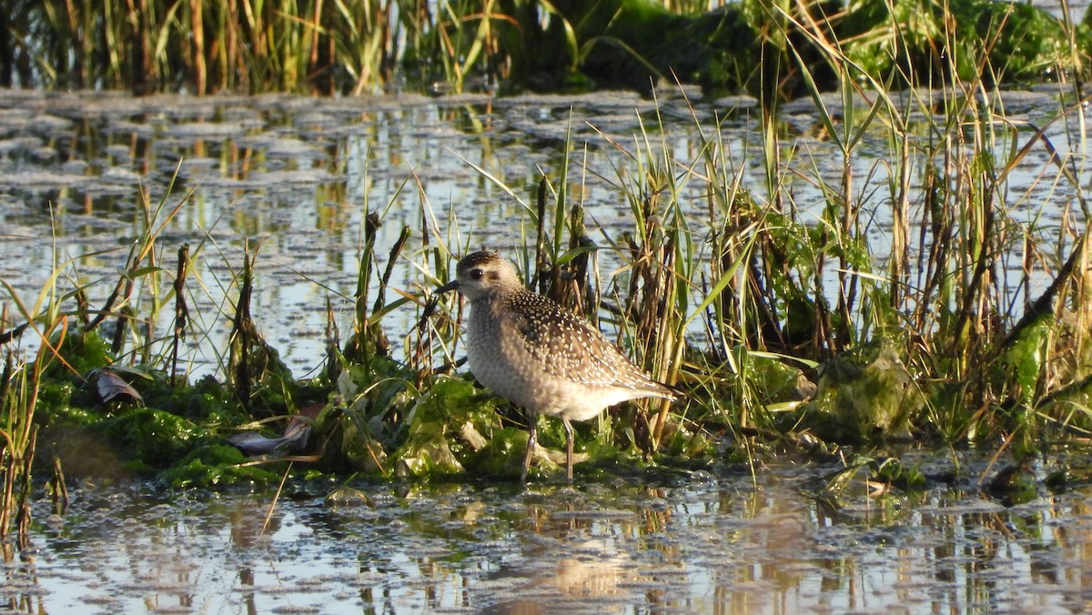 American Golden-Plover - ML646200978
