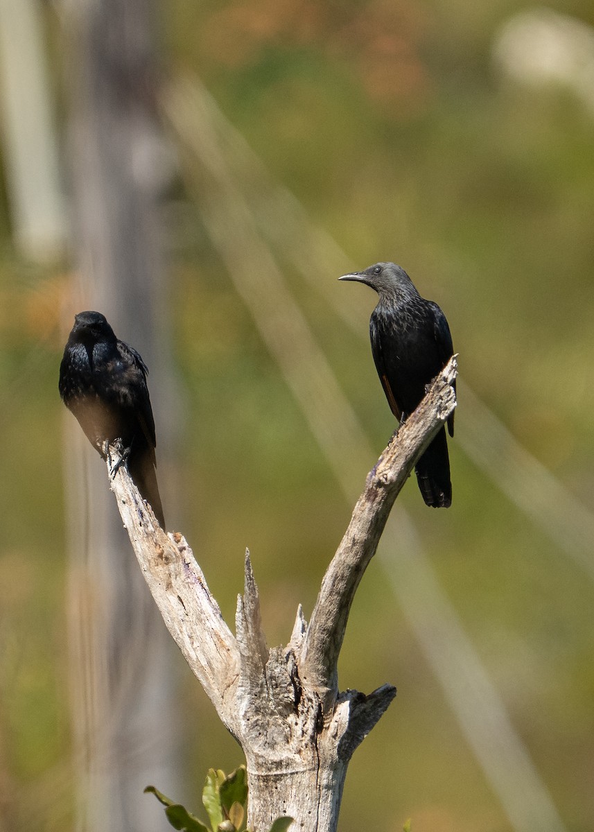 Red-winged Starling - ML646200981