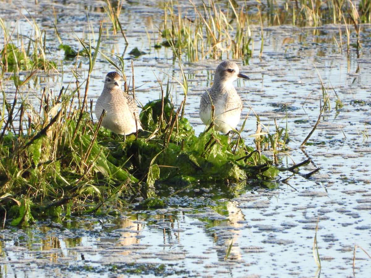 American Golden-Plover - ML646200982