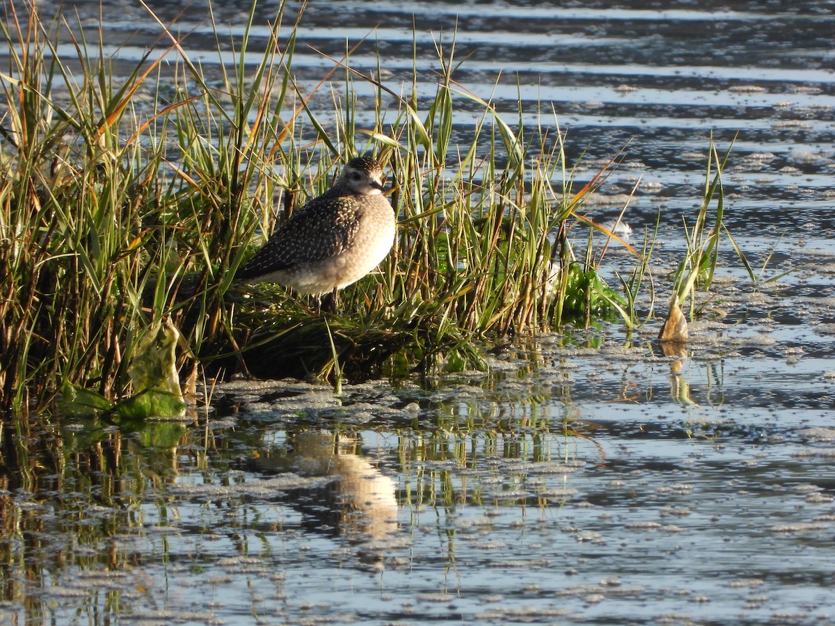 American Golden-Plover - ML646200985