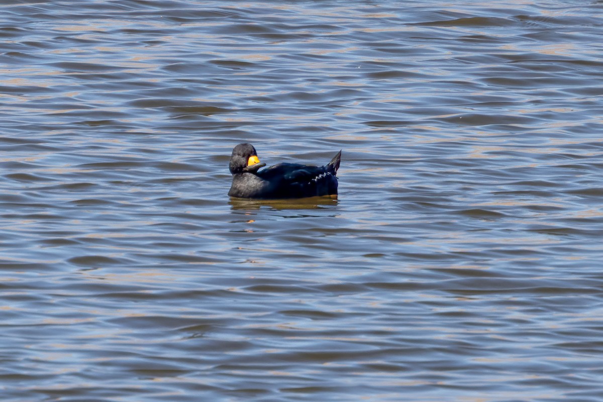 Black Scoter - ML646200986