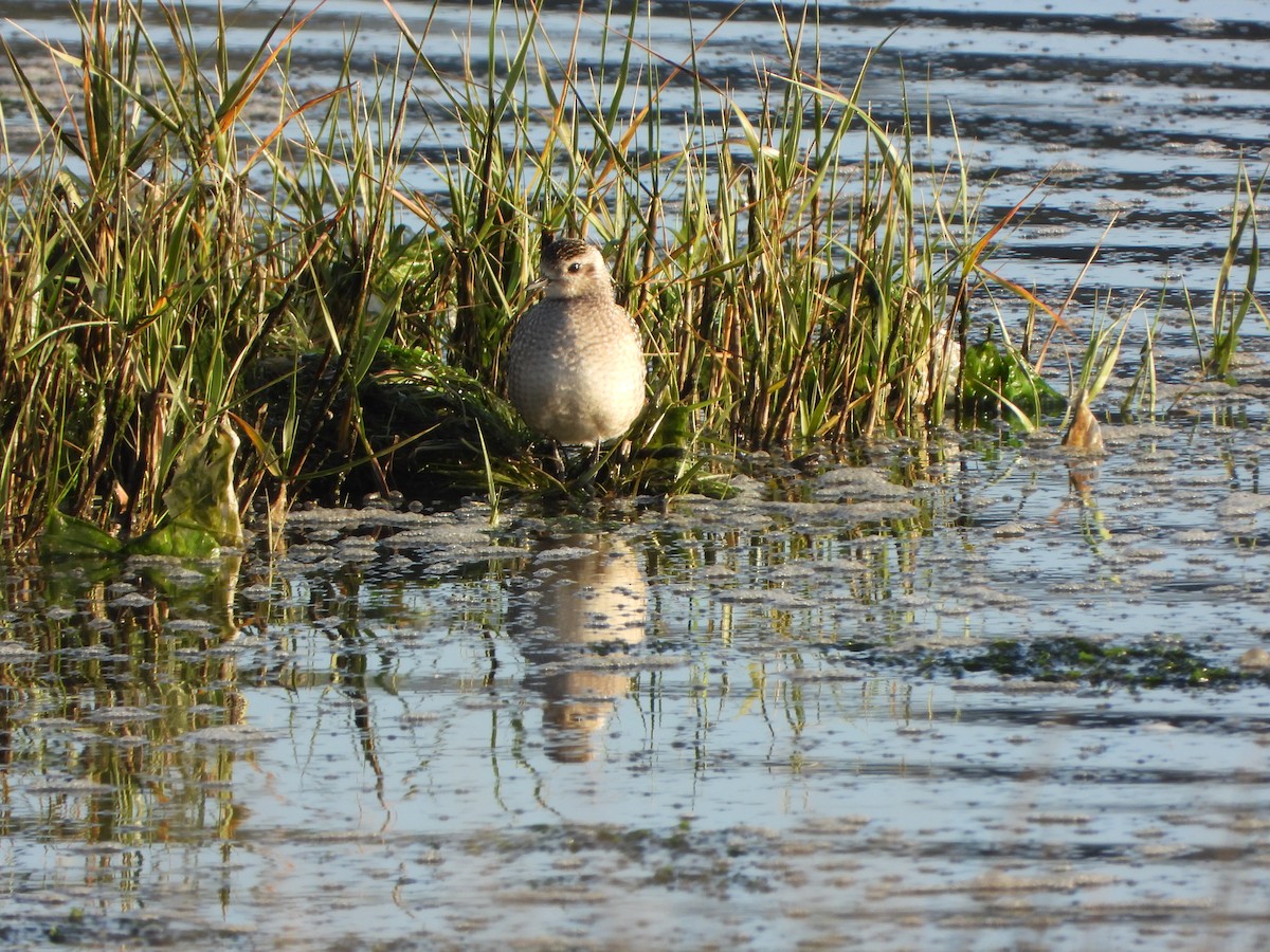 American Golden-Plover - ML646200987