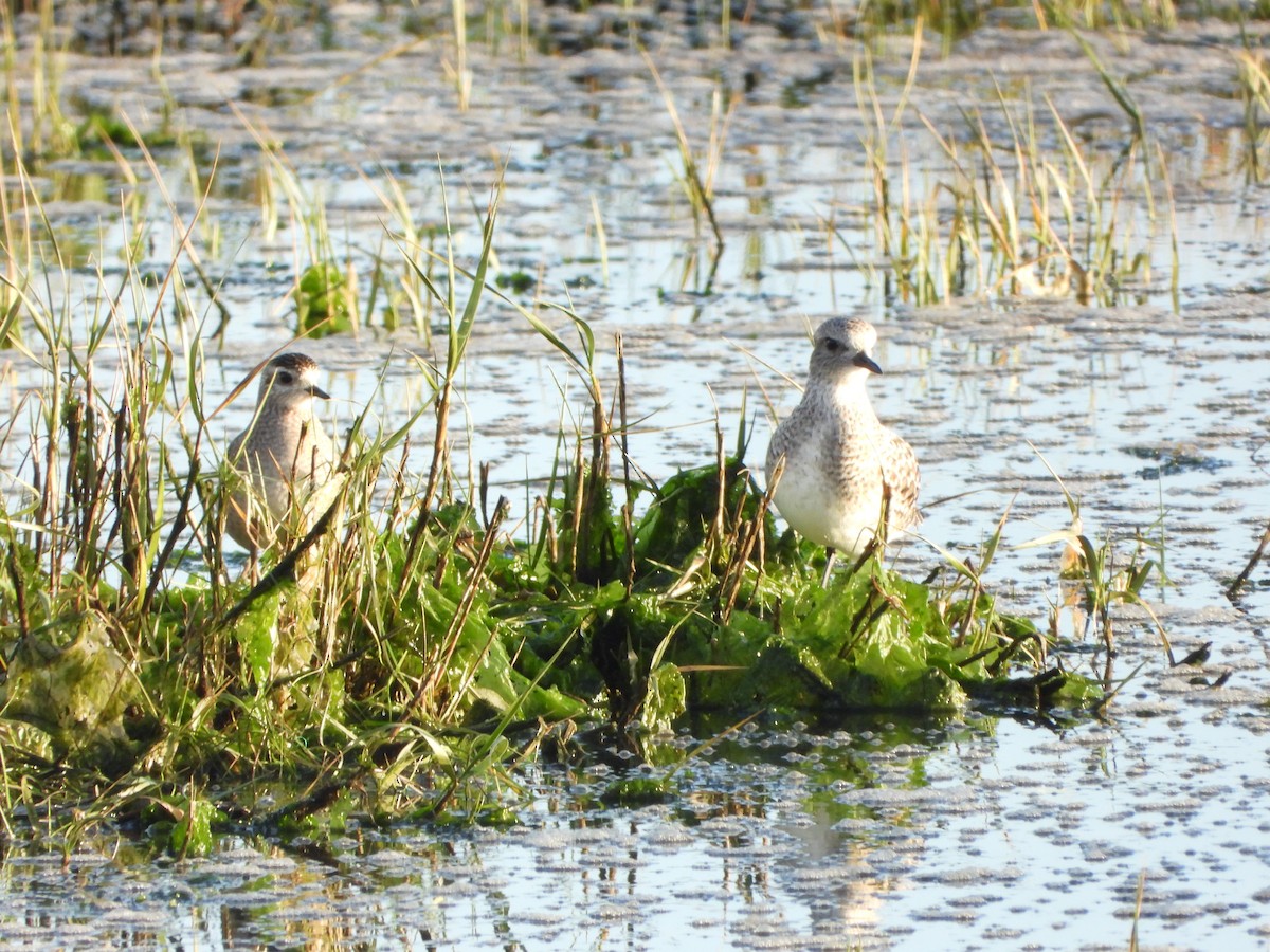 American Golden-Plover - ML646200988