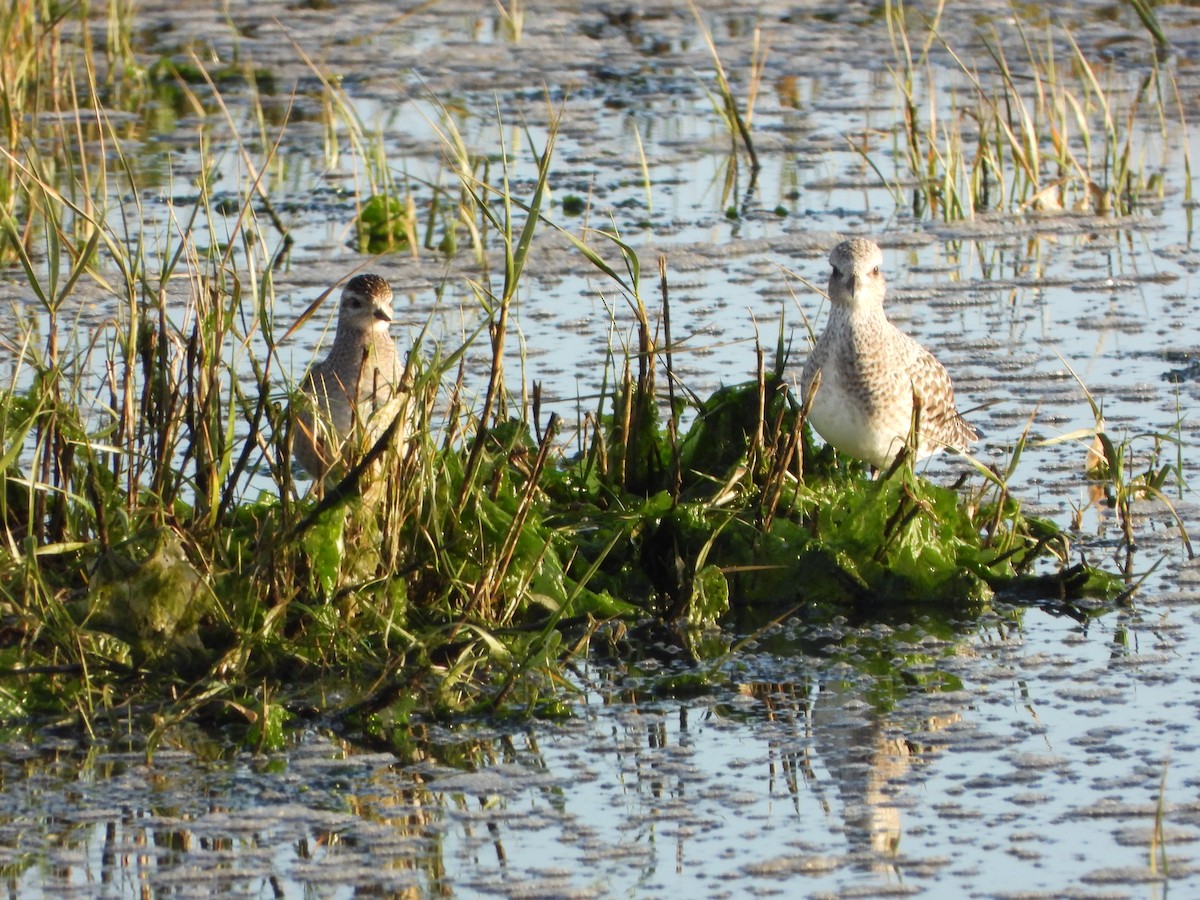 American Golden-Plover - ML646200990
