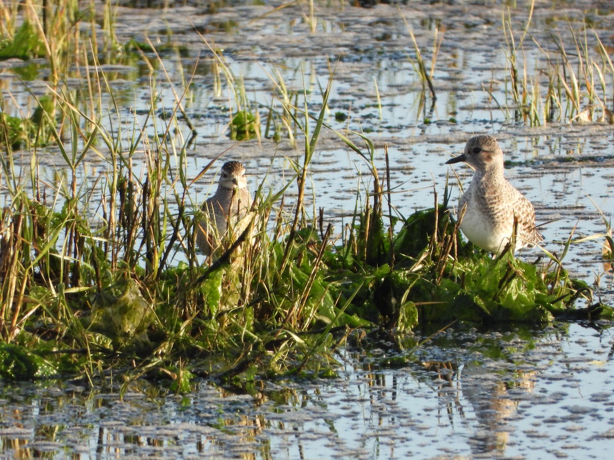 American Golden-Plover - ML646200993
