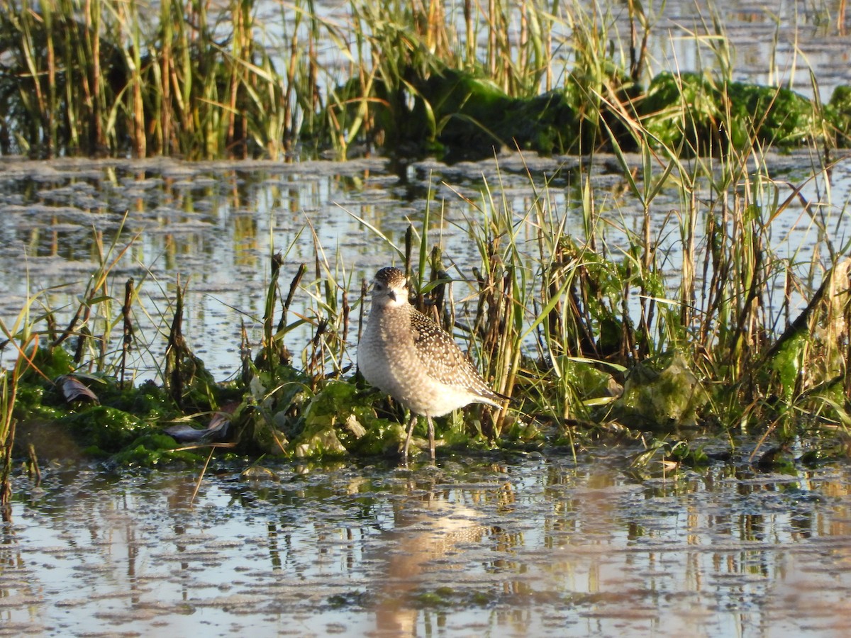 American Golden-Plover - ML646200994