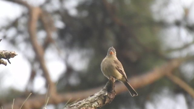 Greater Pewee - ML646201007